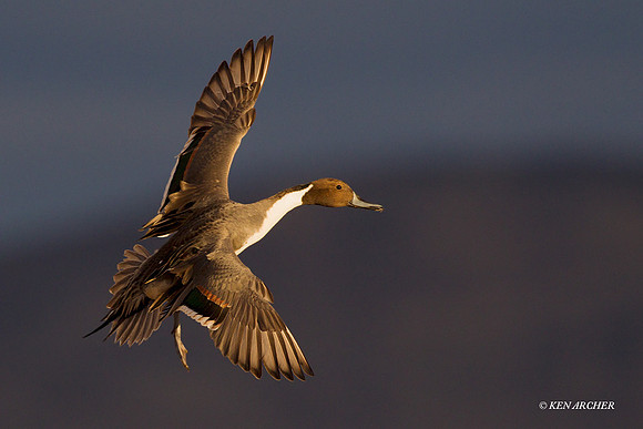 Pintail Duck