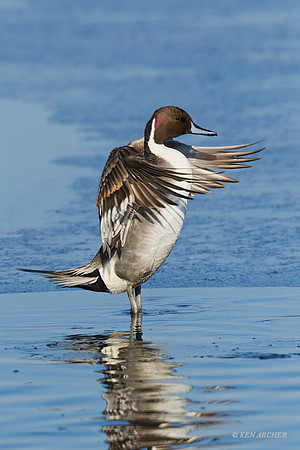 PT01000 - Pintail Duck