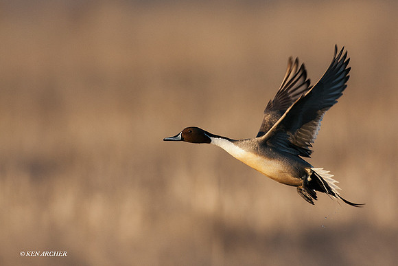 PTFL00427 Pintail Duck