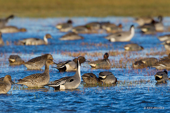 PT01445 - Pintail Duck