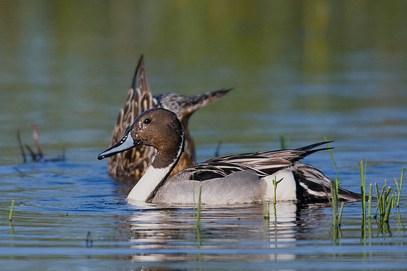 PT00574-Pintail-Duck