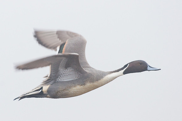 PTFL00221-Pintail-Duck