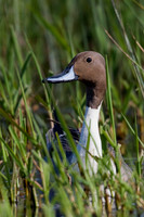 Pintail Drake - PT00585