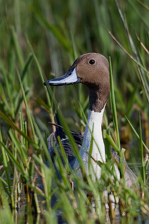 Pintail Drake - PT00585