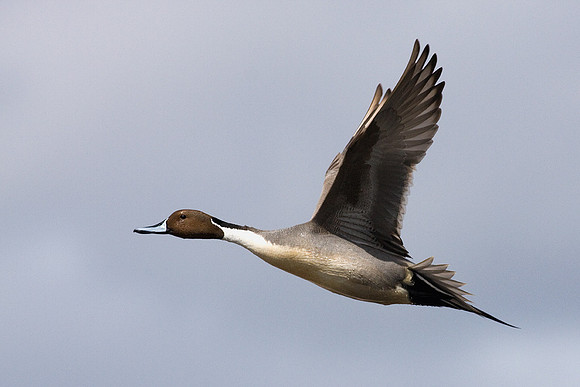 Pintail Duck in Flight - PTFL00410