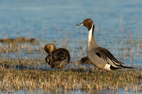Pintail Duck Pair - PT00353