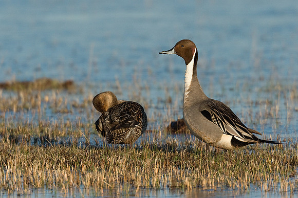 Pintail Duck Pair - PT00353