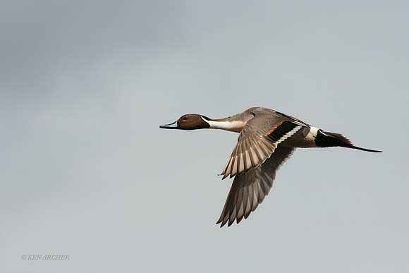 PTFL00418 - Pintail Duck