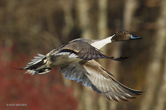 PTFL00672 - Pintail Duck