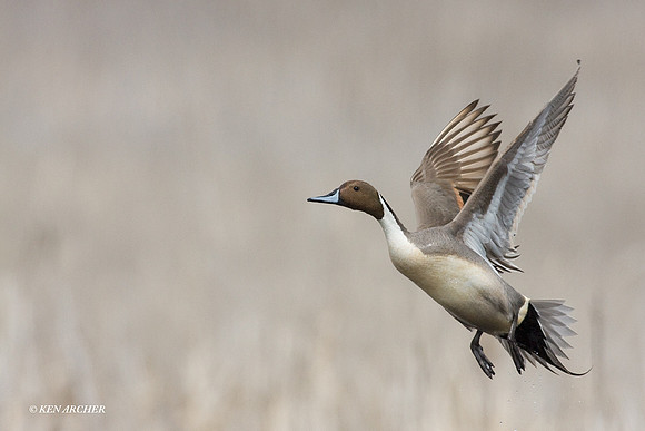PTFL00389 Pintail Duck