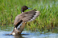 Pintail Duck