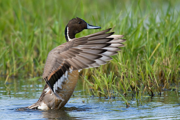 Pintail Duck