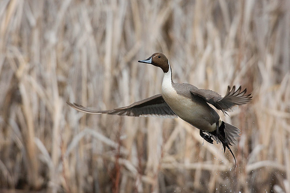 Pintail Drake - PTFL00394