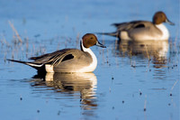 PT00403-Pintail-Duck