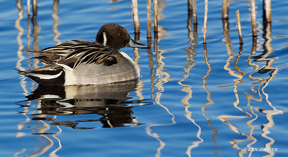 Pintail Duck - PT01092