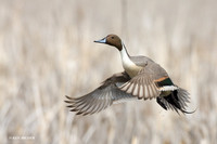 Pintail Duck