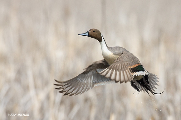 Pintail Duck