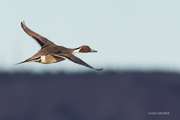 PTFL00644 Pintail Duck