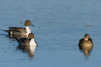 PT00332-Pintail-Duck