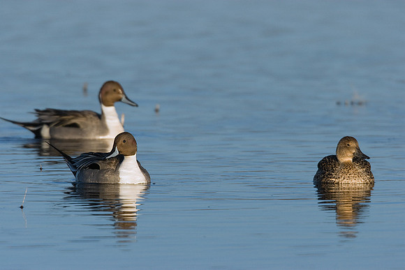 PT00332-Pintail-Duck