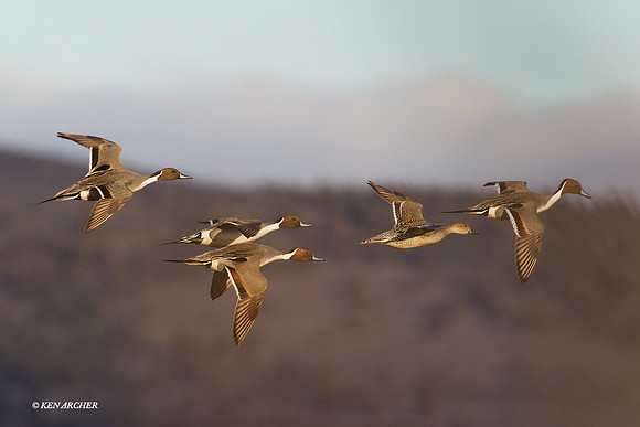 Pintail Flock - PTFL00626