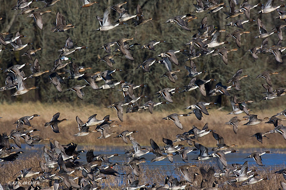 Pintails, Large Flock of Waterfowl - MDWF00210