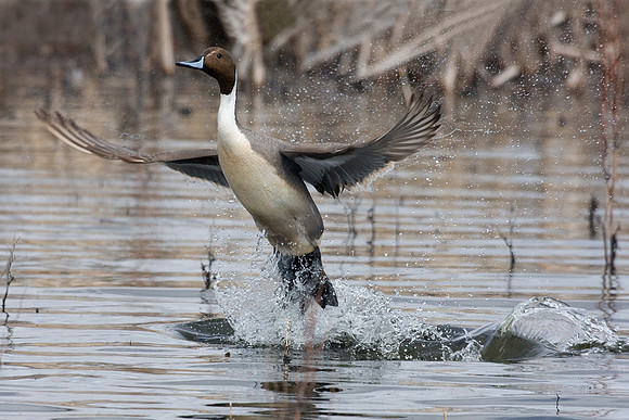 Pintail Drake Taking Flight - PTFL00395