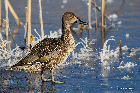 PT01038 Pintail Duck