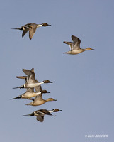 PTFL00339 Pintail Duck