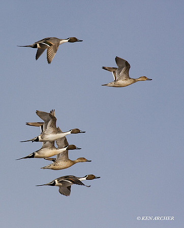 PTFL00339 Pintail Duck