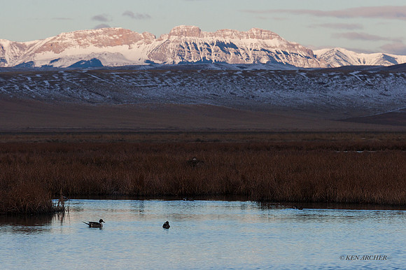 PT00560 - Pintail Duck