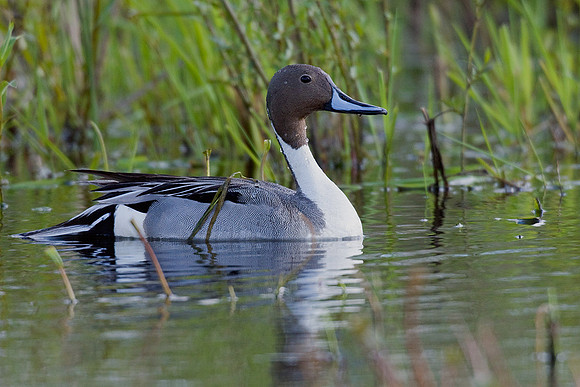 Pintail Drake in Spring - PT00590