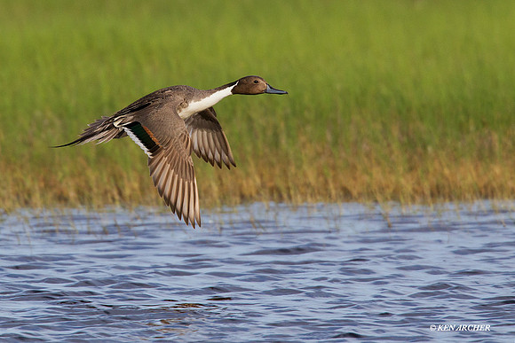 Pintail Duck - PTFL00486