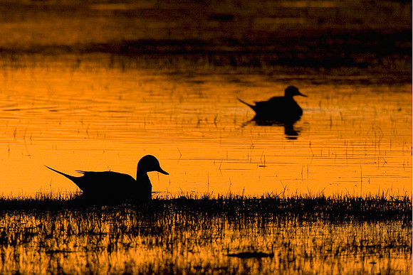 PT00419-Pintail-Duck