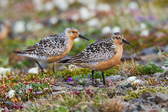 NMRK00200 - Red Knot
