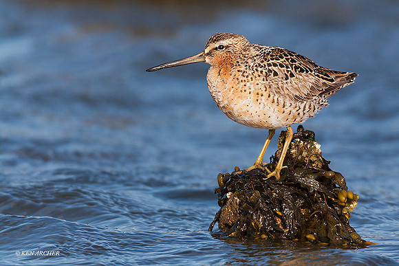 LD00044 - Long-billed Dowitcher
