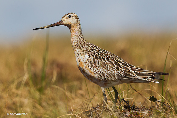 NMBG00065 - Bar-tailed Godwit