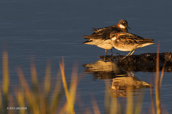 NMRP00629 - Red-necked Phalarope