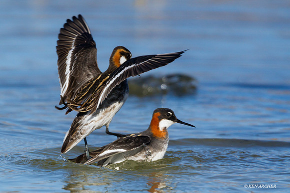 Red-necked Phalarope, coutship - NMRP00377