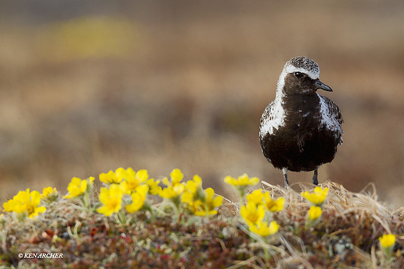 NMBP00098 Black-bellied Plover