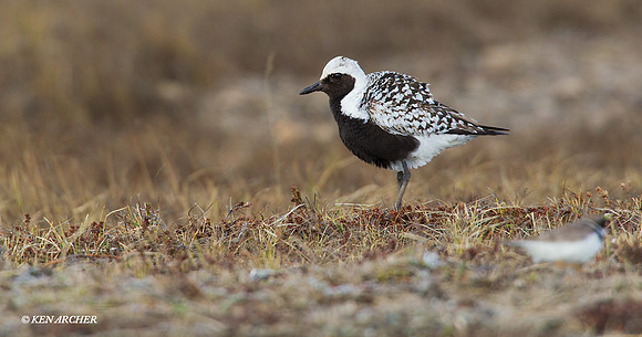 NMBP00001 Black-bellied Plover