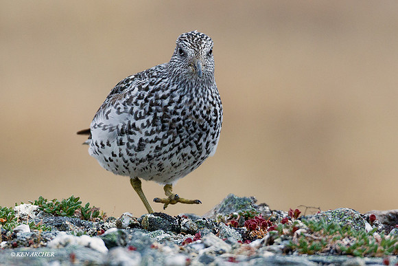 STSP00015 Sharp-tailed Sandpiper