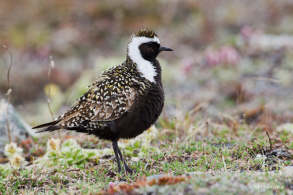 AMGP00633 - American Golden Plover