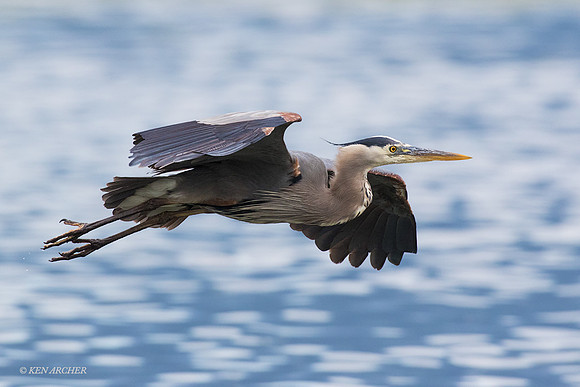 GHH00927 - Great Blue Heron