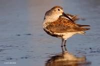 DN00229 Dunlin