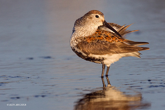DN00229 Dunlin