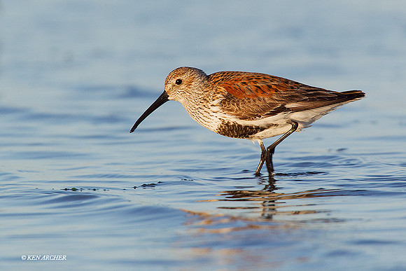 DN00410 - Dunlin