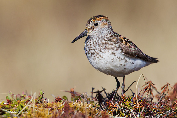 NMWS00025 Western Sandpiper