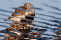 DN00191 Dunlin