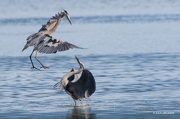 GHH00829 - Great Blue Heron